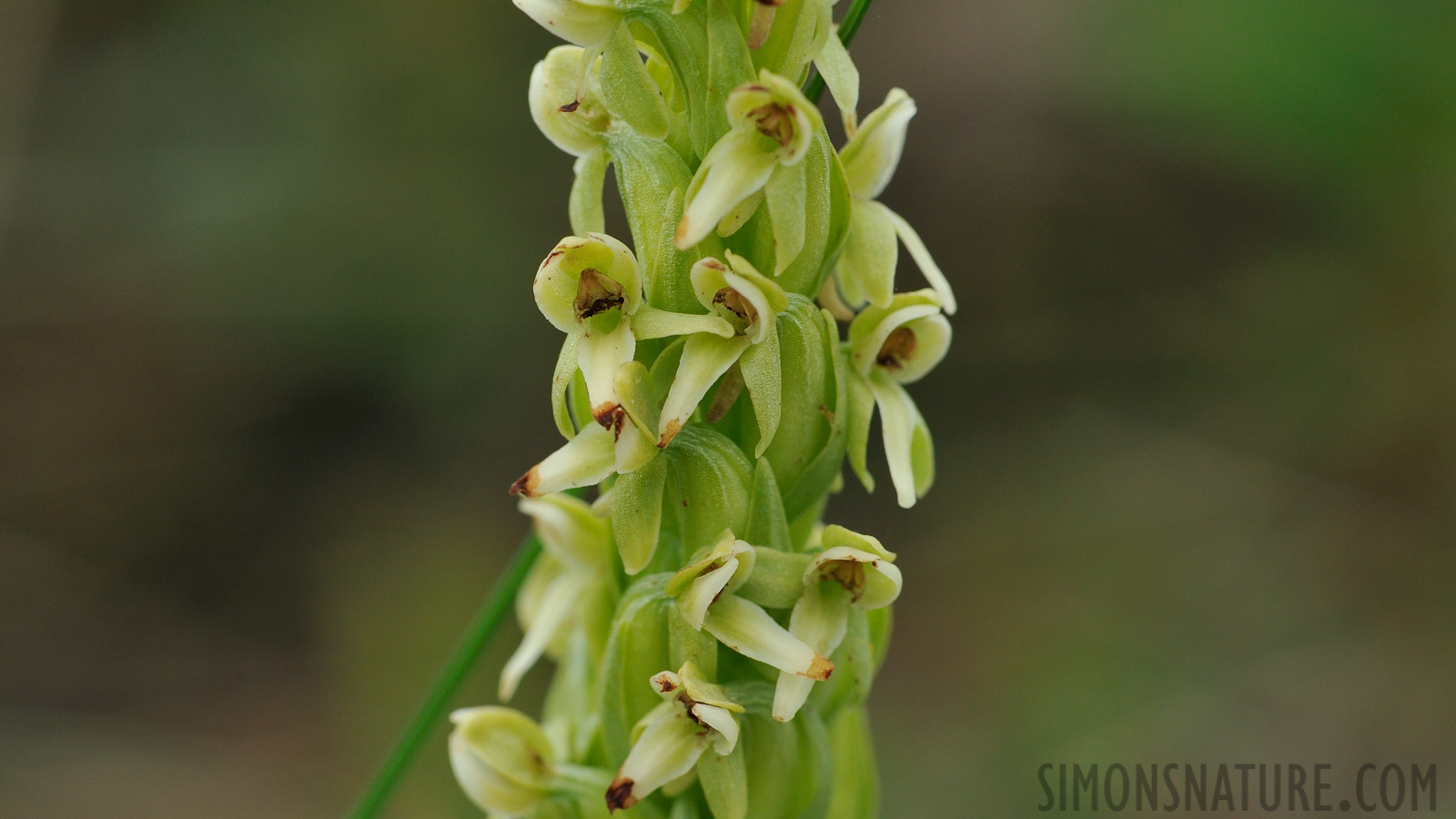 Platanthera huronensis [105 mm, 1/400 sec at f / 13, ISO 800]